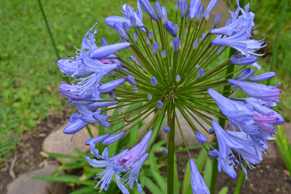 Agapanthas