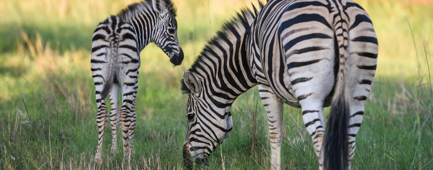 Contact-us-zebras