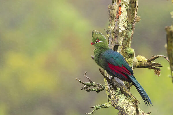 Knysna-lourie