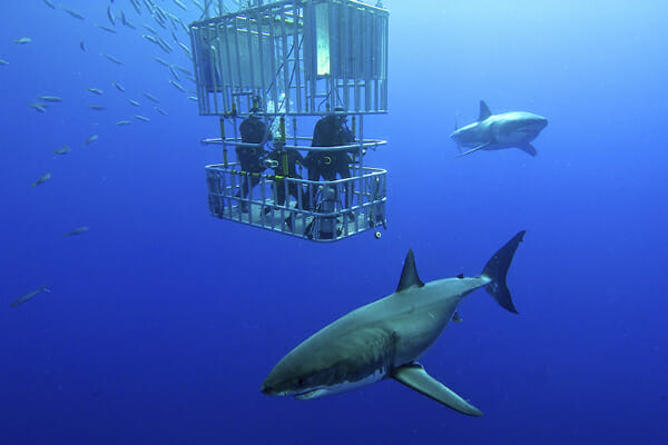 Shark-cage-diving