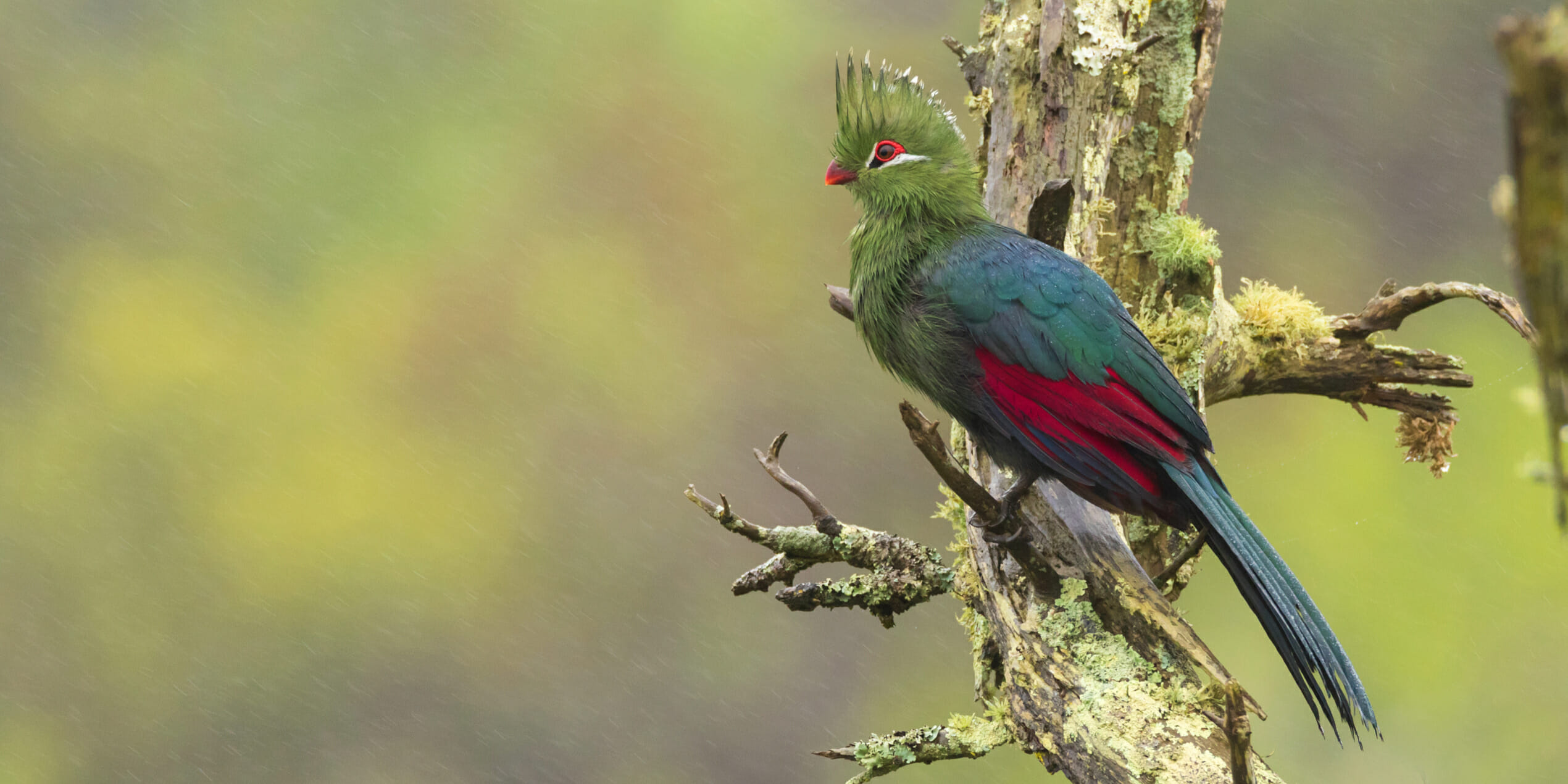 Waterberry-Hill-Eco-Estate-Knysna-Turaco-Loerie