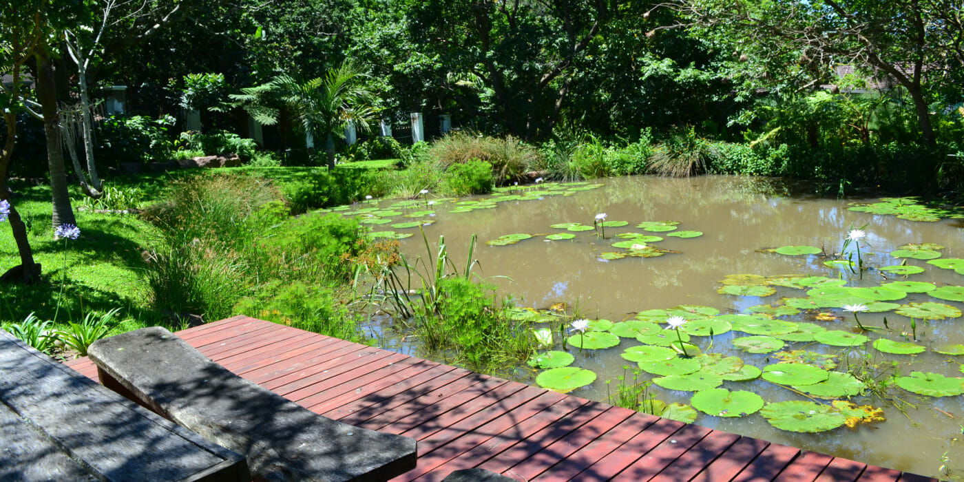 Waterberry-Hill-Eco-Estate-Pond