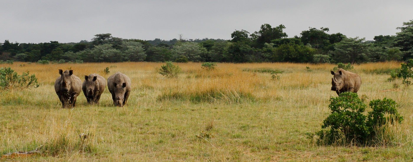 Legend-golf-safari-resort-directions-rhino